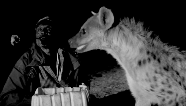 Saleh feeding a hyena from a stick in his mouth. He looks cool as hell and the hyena looks calm and playful.